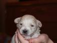 Pom Bichon X Puppies For Sale in Humboldt- Very small- must see