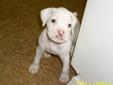 Price decreased!!! White boxer puppies!!!! :):):)