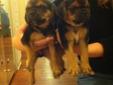 PUGGLE PUPPIES- Open House
