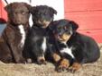 Puppies(Good cattle dogs)