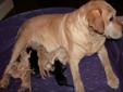 Purbred CKC Registered Labrador Puppies - SPCA # 0068