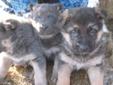 Pure Bred German Shepherd Puppies