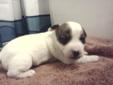 Pure bred Jack Russell Terrier puppies ($250)