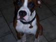 PURE BRED MALE BOXER AND INDOOR KENNEL.