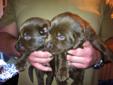 Pure bred registered labs