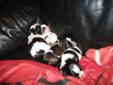 Pure breed shihzui puppies 289 296 7019