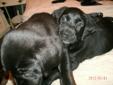 Purebred Black Lab Puppies For Sale - Ready To Go!