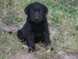 Purebred Black Lab Puppies for sale