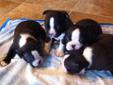 Purebred Boston Terrier Puppies Price Reduced !!!