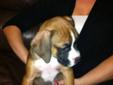 Purebred boxer pup ONLY 1 LEFT!!!