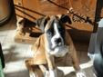 Purebred Boxer Puppies ONLY 2 Left!!!!!!