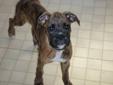 Purebred Boxer Puppies ONLY 2 Left!!!!!!