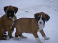 Purebred Boxer Pups-Boxing Week Special