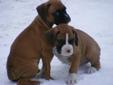 Purebred Boxer Pups-Boxing Week Special