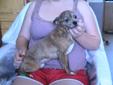 Purebred Brindle Colored Male Chihuahua For Sale. Asking $200.00
