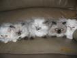 Purebred Himalayan Kittens-Welcome to contact us Christmas Day!