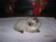 Purebred Himalayan Kittens-Welcome to contact us Christmas Day!