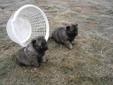 Purebred Norwegian elkhound puppies for sale