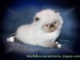 Purebred Persian CPC (Himalayan) extreme white mitted kitten boy