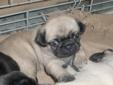 PUREBRED PUG PUPPIES!! GREAT CHRISTMAS GIFTS!!! 3 FEMALE FAWNS!!