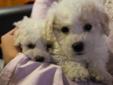 Purebreed Bichon puppies