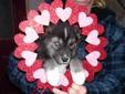 ****Ready Feb 14 * Valentines Day***** 1 male available