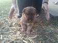 Rottie X Puppies for sale.