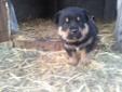Rottie X Puppies for sale.