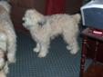 S/C Wheaten Terriers Sunny Vale Puppies