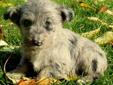 SCOTTISH TERRIER/Poodle puppies~SCOODLES
