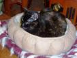 Senior Female Cat - Tortoiseshell: 