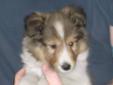 Sheltie Pups- Must See Beautiful CKC Registered Puppies!