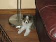 Sheltie Pups- Must See Beautiful CKC Registered Puppies!