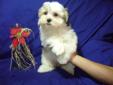 Shichon puppies first generation , first and second shots done!!
