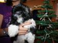 Shih Tzu Puppies Ready to go Now