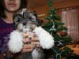 Shih Tzu Puppies Ready to go Now