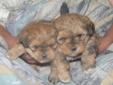 Shih tzu/Yorkie Puppies