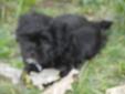 shorkie puppies (yorkie/shih-tzu) 8 weeks