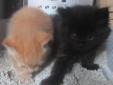 Siamese/himalayan cross kittens