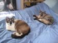 Snowshoe & Siamese need a good home