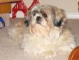 SOLD: Fully Trained & Spayed 6yr old Shih Tzu