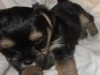Stunning Home Raised Male Shorkie Puppy Ready Feb 15