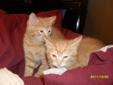 Stunning Orange Tabby Kittens