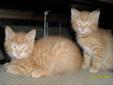 Stunning Orange Tabby Kittens