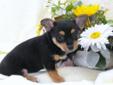 Super Small Puppies, Beyond Cute, Yorkie x Chihuahua