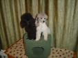 Tea Cup/Tiny Toy Poodle Puppies