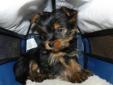 This lovely T.BEAR YORKIE BOY is looking for a forever home