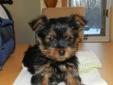 This lovely T.BEAR YORKIE BOY is looking for a forever home