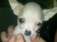 Toy Chihuahua Puppies for sale! PERFECT for Christmas!