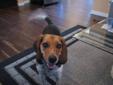 Wanted: Beagle Female Dog